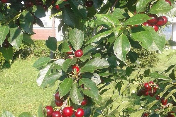 Morello cherry