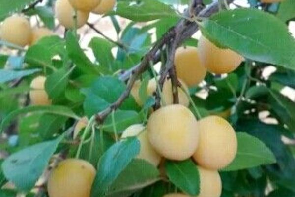Wild plum