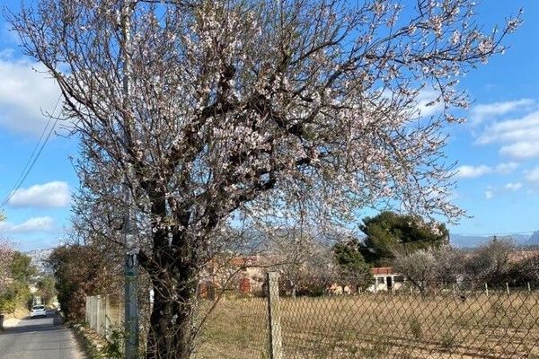 Almond