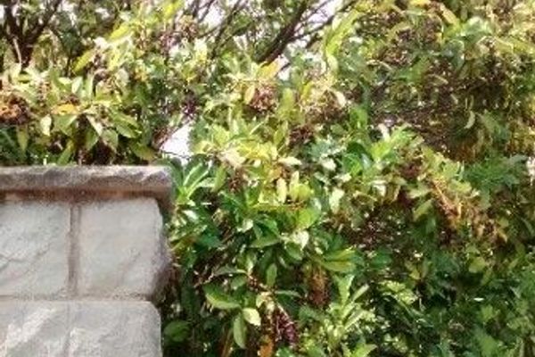 Cherry-laurel