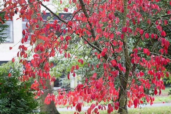 Prunus leveilleana