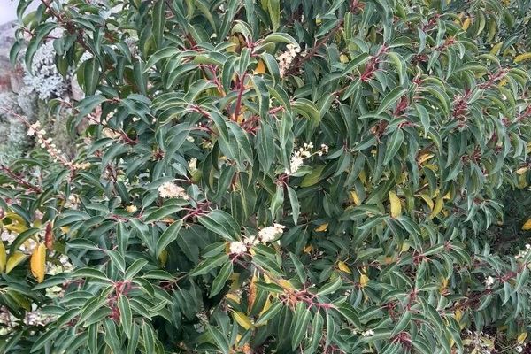 Portuguese laurel cherry