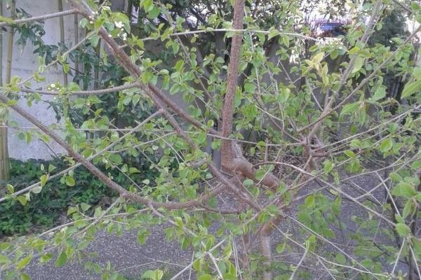 Perfumed cherry