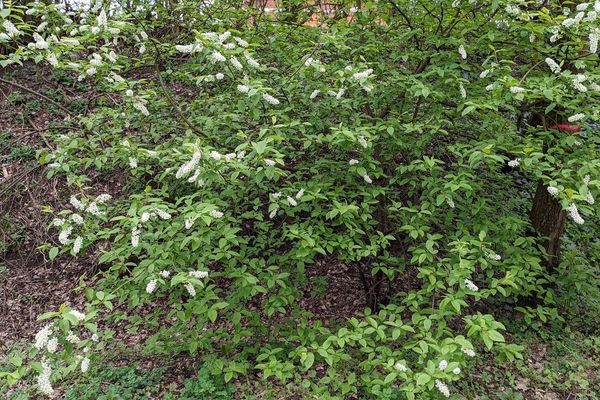 European bird cherry