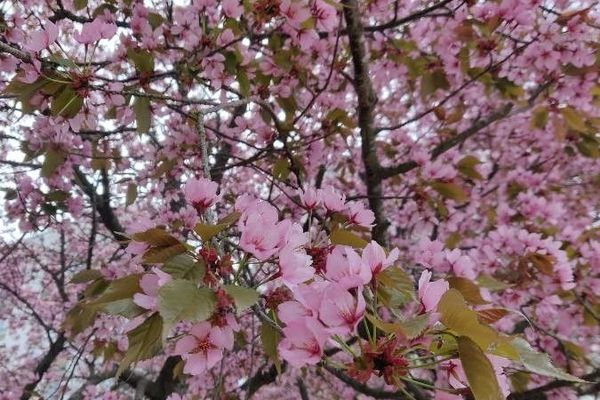 Sargent's cherry