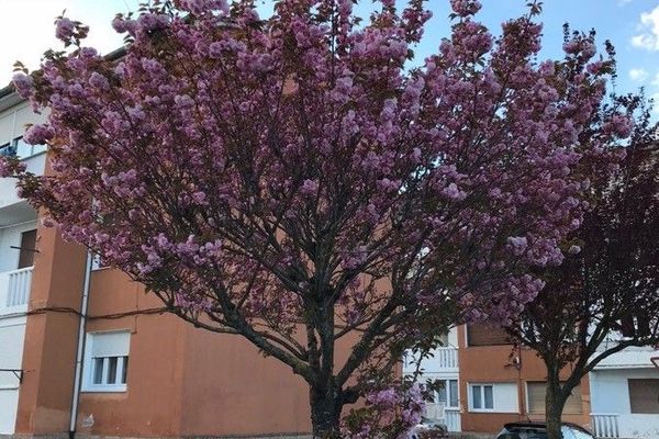 Japanese cherry