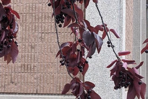 Bitter-berry
