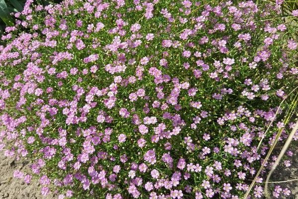 Cushion baby's-breath