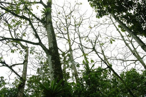 Barrigon kapoktree