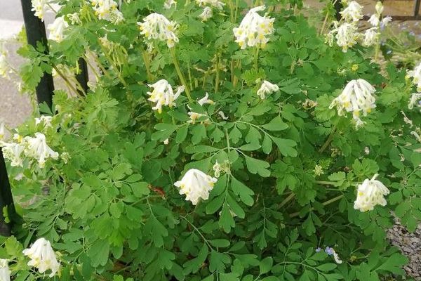 Pale corydalis