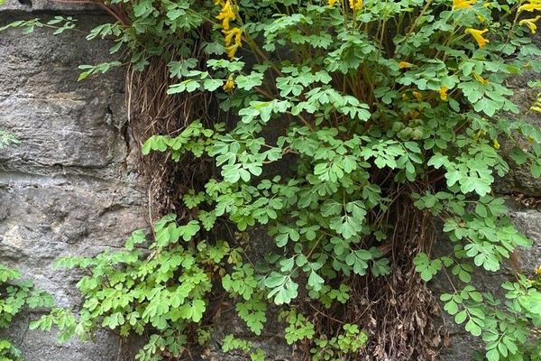 Yellow corydalis