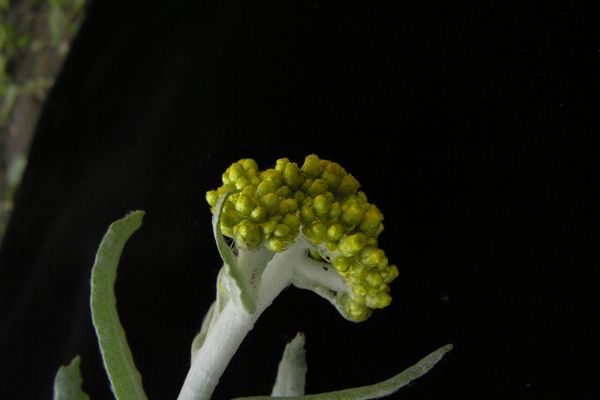 Pseudognaphalium affine
