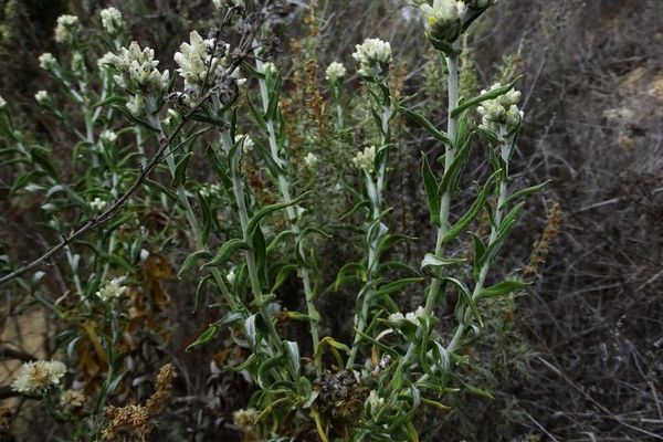 Two-color rabbit-tobacco