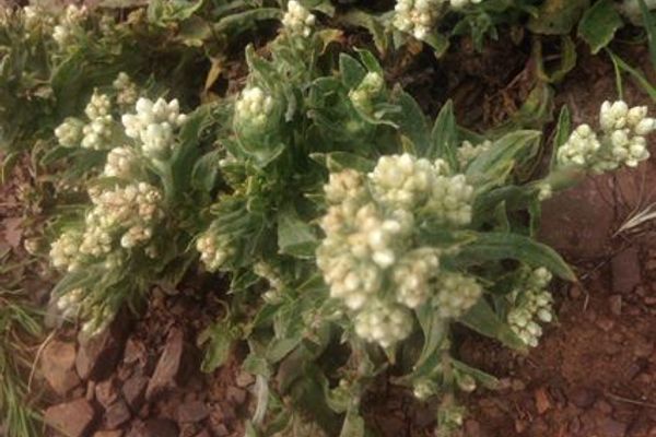 California rabbit-tobacco