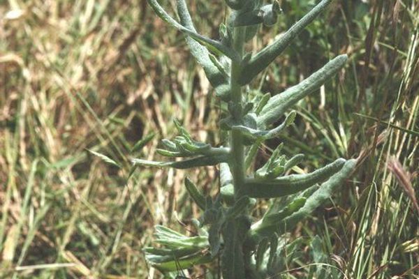Cotton-batting-plant