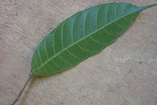 Pseudolmedia laevis