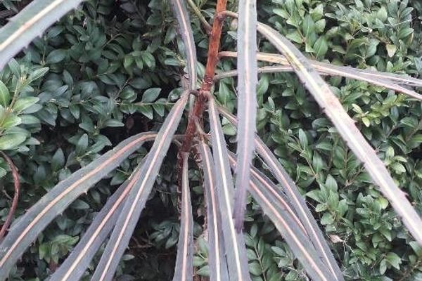 Pseudopanax crassifolius