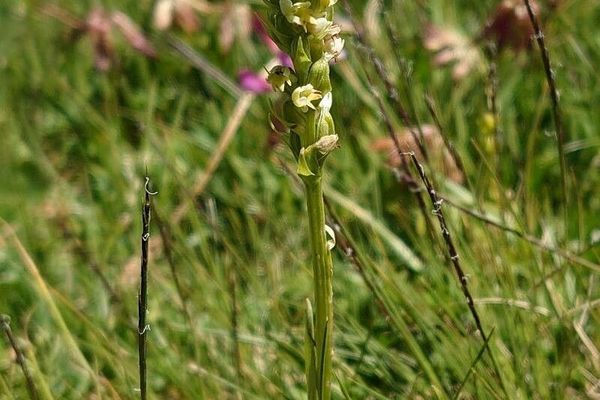 Small white orchid
