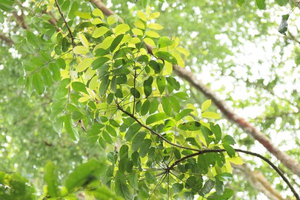 Pseudospondias microcarpa