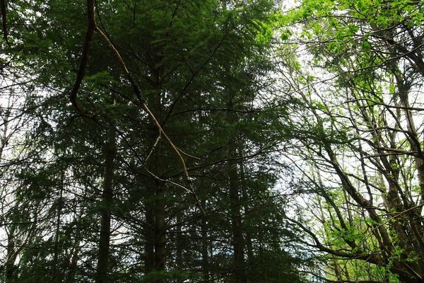 Douglas-fir