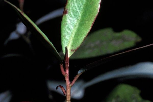Pseudowintera axillaris