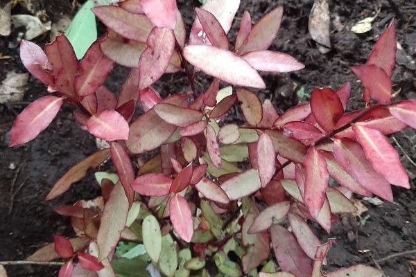 Pseudowintera colorata