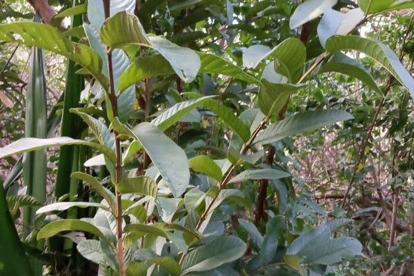 Common guava