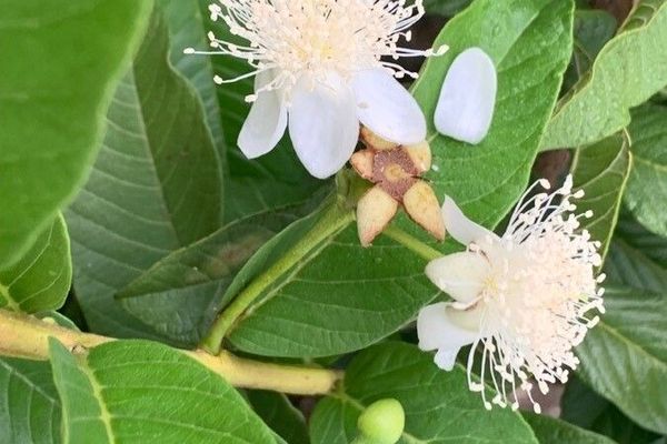 Brazilian guava