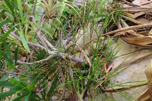 Skeleton fork fern