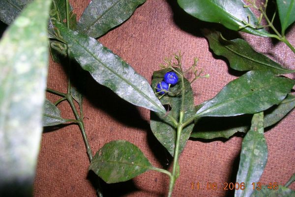 Psychotria leiocarpa