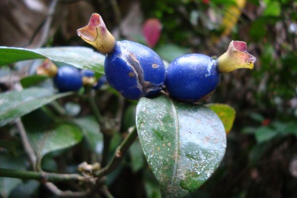 Psychotria nuda