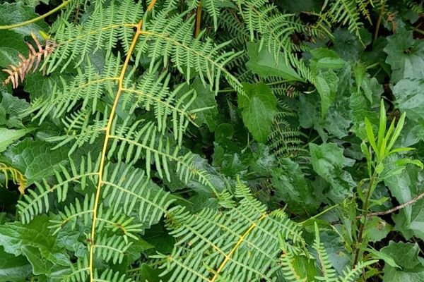 Southern brackenfern