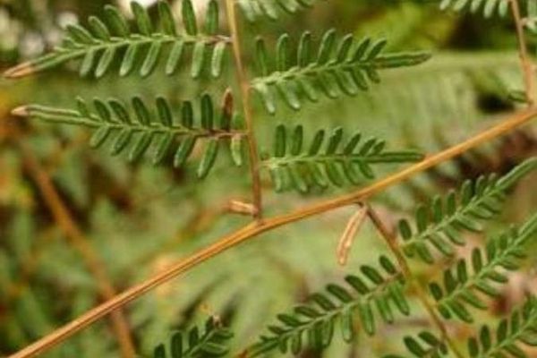 Bracken fern