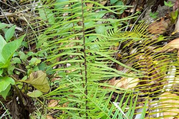 Longleaf brake