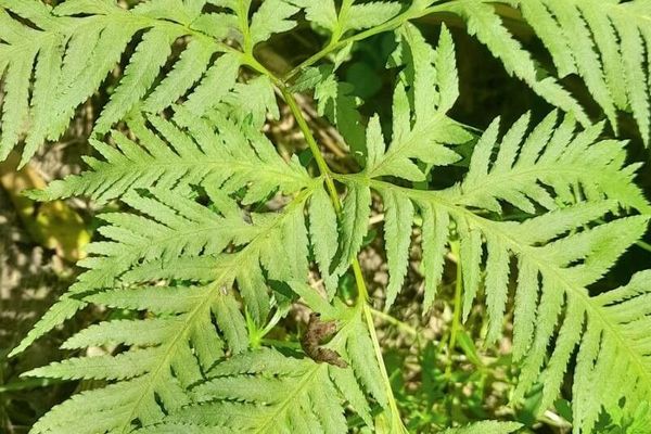 Australian bracken