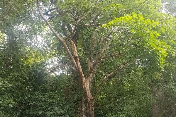 Pterocarpus rohrii