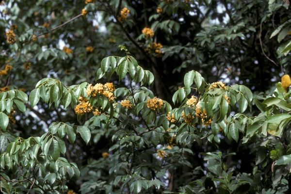 Pterocarpus santalinoides