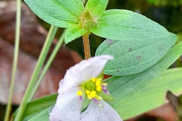 False meadowbeauty