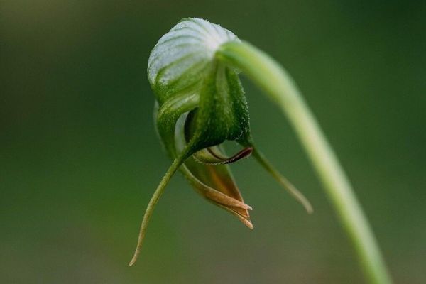 Pterostylis nutans