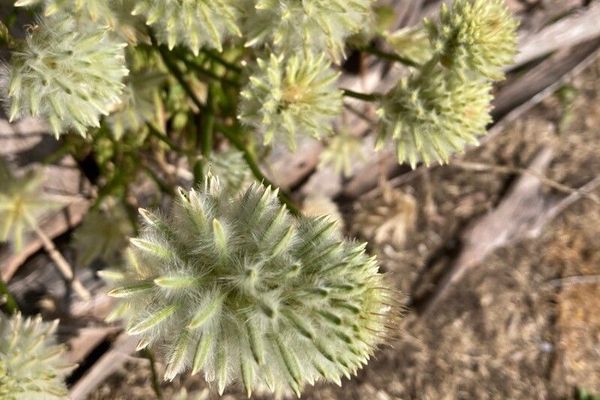 Cottonbush