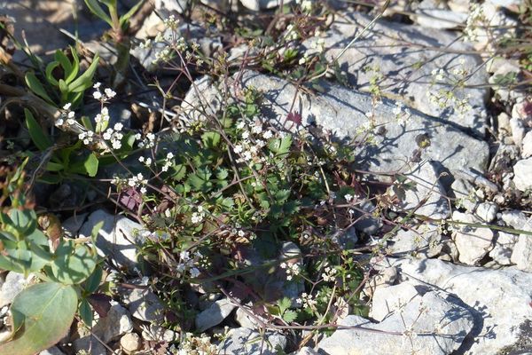 Ptychotis saxifraga