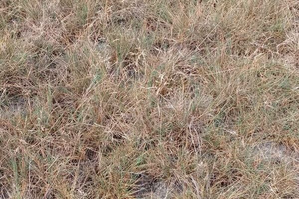European alkali grass