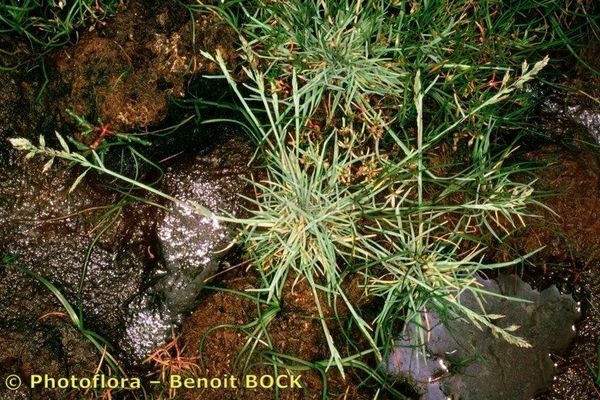 Borrer's saltmarsh-grass