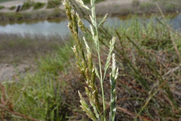 Puccinellia festuciformis