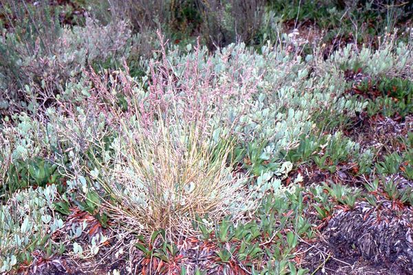 Common saltmarsh grass
