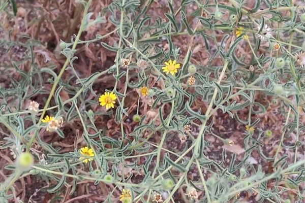 Ladies' false fleabane