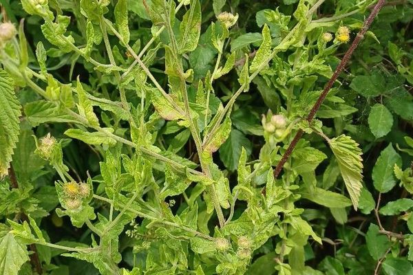 Common fleabane