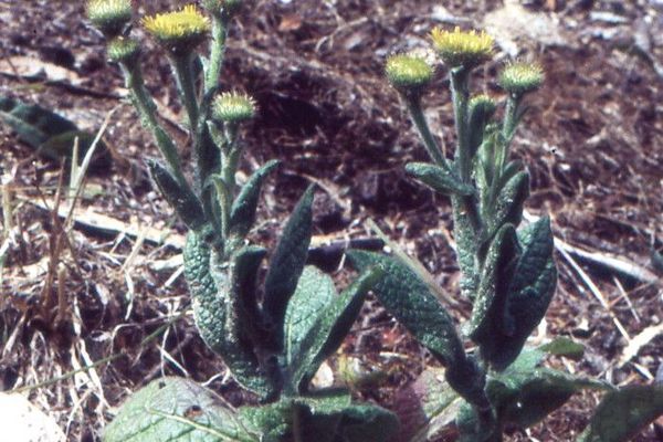 Mediterranean fleabane