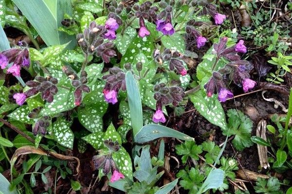 Pulmonaria affinis