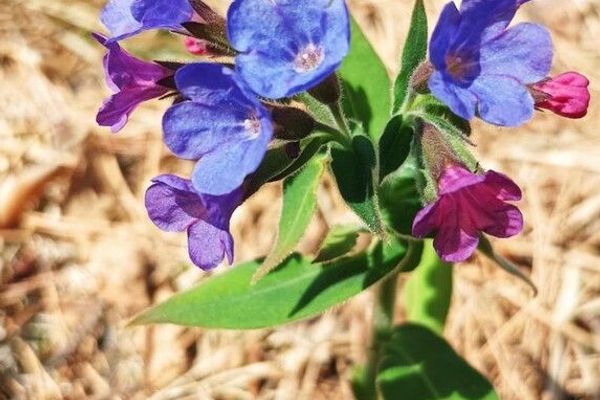 Blue cowslip